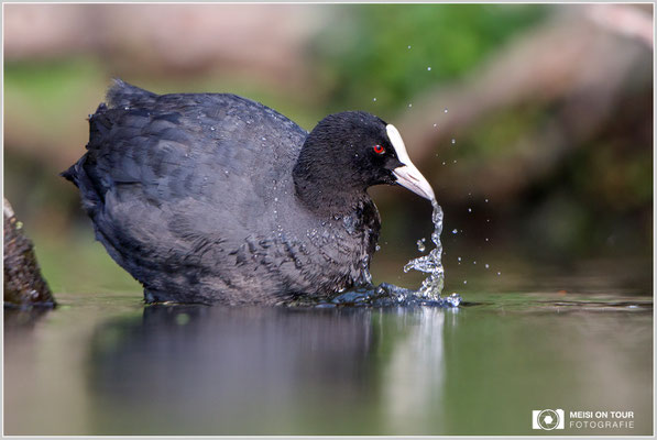Blässhuhn  |  Canon EOS-5D Mark IV, EF 300 f/2,8 L IS II USM mit Telekonverter 2x (600 mm), ISO 800, 1/1600s, f/5,6, Reissack, Winkelsucher