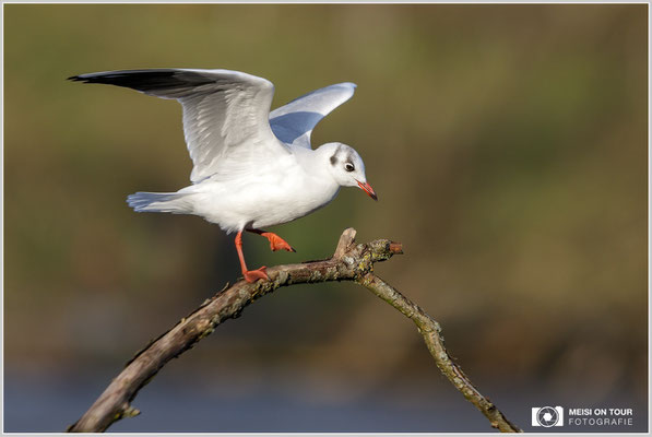 Lachmöwe  |  Canon EOS-7D Mark II, EF 300 f/2,8 L IS II USM mit Telekonverter 1,4x (420 mm), ISO 800, 1/5000s, f/4, Freihand