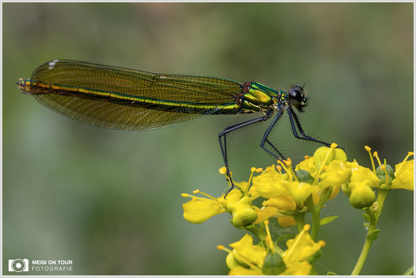 Gebänderte Prachtlibelle  |  Canon EOS R6, Sigma 150 f/2,8 Makro DG OS HSM mit Telekonverter 1,4x III (210 mm), ISO 800, 1/125s, f/13