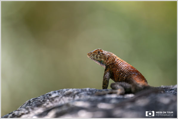 Gemeiner Seitenfleckleguan | Nikon Z8, NIKKOR Z 100-400 mm 1:5,6 S (400 mm), ISO 2500, 1/1250, f/5,6