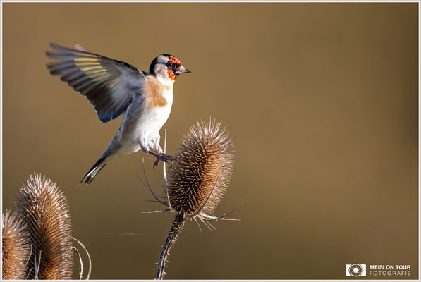 Stieglitz an Weber-Karde  |  Nikon Z9, NIKKOR Z 800 mm 1:6,3 VR S mit TC1,4x (1120 mm), ISO 1600, 1/2000s, f/9