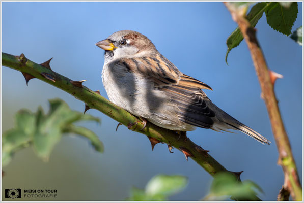 Haussperling  |  Nikon Z9, NIKKOR Z 800 mm 1:6,3 VR S mit TC2,0x (1600 mm), ISO 4500, 1/2500s, f/13