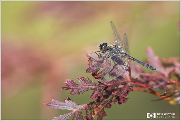 Heidelibelle  |  Canon EOS-5D Mark IV, EF 300 f/2,8 L IS II USM mit Telekonverter 2x III (600 mm), ISO 500, 1/1000s, f/7,1, Einbeinstativ