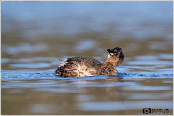 Zwergtaucher  |  Nikon Z9, NIKKOR Z 800 mm 1:6,3 VR S mit TC1,4x (1120 mm), ISO 1250, 1/2000s, f/9