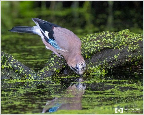 Eichelhäher  |  Nikon Z9, NIKKOR Z 800 mm 1:6,3 VR S mit TC1,4x (1120 mm), ISO 5600, 1/1000s, f/9