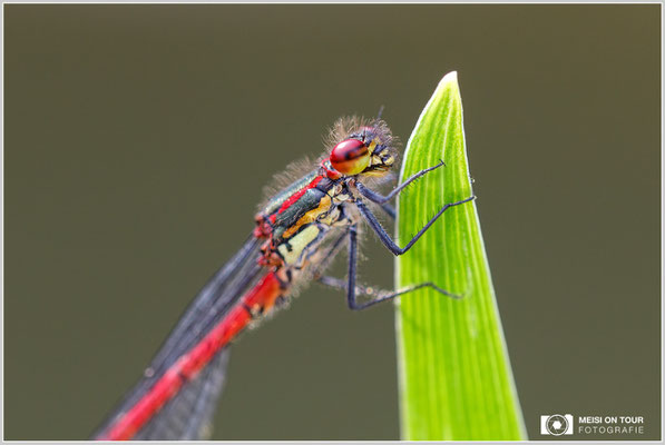 Frühe Adonislibelle  |  Canon EOS-5D Mark IV, Sigma 150 f/2,8 Makro DG OS HSM mit Telekonverter 1,4x III (210 mm), ISO 640, 1/250s, f/5, Einbeinstativ
