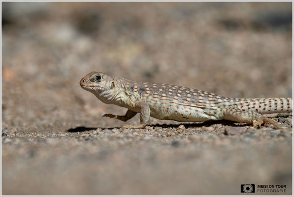 Wüstenleguan im Joshua Tree NP | Nikon Z8, NIKKOR Z 100-400 mm 1:5,6 S (400 mm), ISO 100, 1/1250, f/7,1