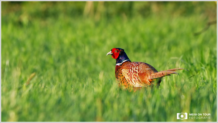 Fasan  |  Canon EOS-5D Mark IV, EF 300 f/2,8 L IS II USM mit Telekonverter 2x III (600 mm), ISO 1000, 1/640s, f/7,1, Einbeinstativ