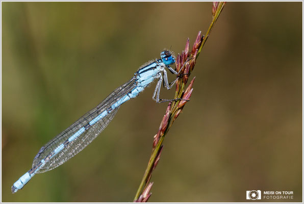 Becher-Azurjungfer  |  Canon EOS-5D Mark IV, Sigma 150 f/2,8 Makro DG OS HSM, ISO 500, 1/400s, f/10, Einbeinstativ