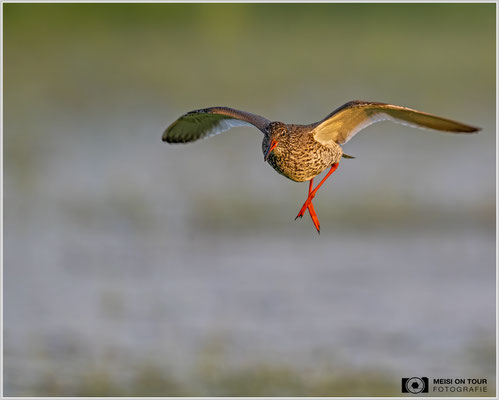 Rotschenkel  |  Nikon Z9, NIKKOR Z 800 mm 1:6,3 VR S, ISO 1400, 1/1000s, f/6,3