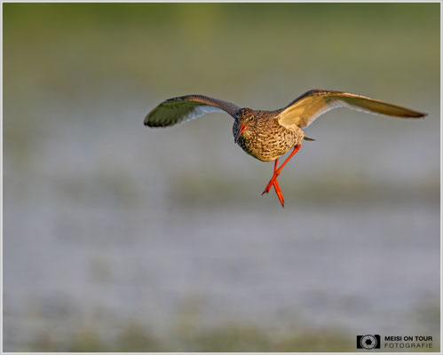 Rotschenkel  |  Nikon Z9, NIKKOR Z 800 mm 1:6,3 VR S, ISO 1400, 1/1000s, f/6,3