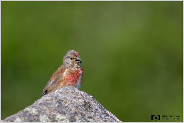 Bluthänfling  |  Nikon Z9, NIKKOR Z 800 mm 1:6,3 VR S mit TC1,4x (1120 mm), ISO 1100, 1/2500s, f/9