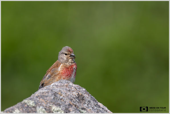Bluthänfling  |  Nikon Z9, NIKKOR Z 800 mm 1:6,3 VR S mit TC1,4x (1120 mm), ISO 1100, 1/2500s, f/9
