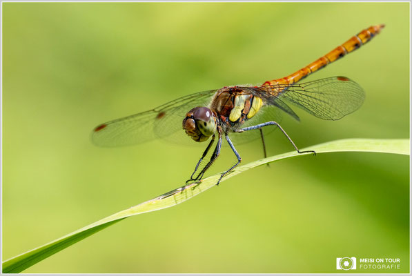 Große Heidelibelle  |  Nikon Z9, NIKKOR Z 100–400 mm 1:4,5–5,6 VR S (400 mm), ISO 800, 1/1600s, f/8
