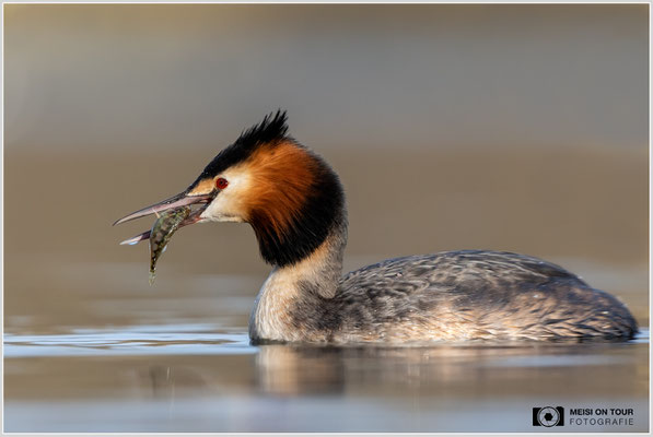Haubentaucher  |  Canon EOS R6, EF 300 f/2,8 L IS II USM mit Telekonverter 2x (600 mm), ISO 1600, 1/2000s, f/7,1