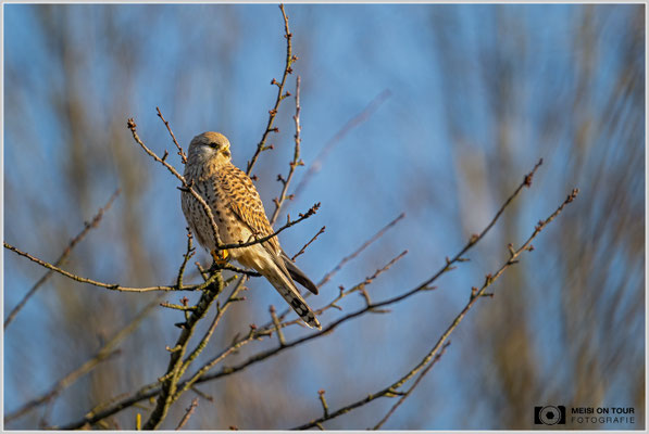 Turmfalke  |  Nikon Z9, NIKKOR Z 800 mm 1:6,3 VR S mit TC1,4x (1120 mm), ISO 2000, 1/2000s, f/9