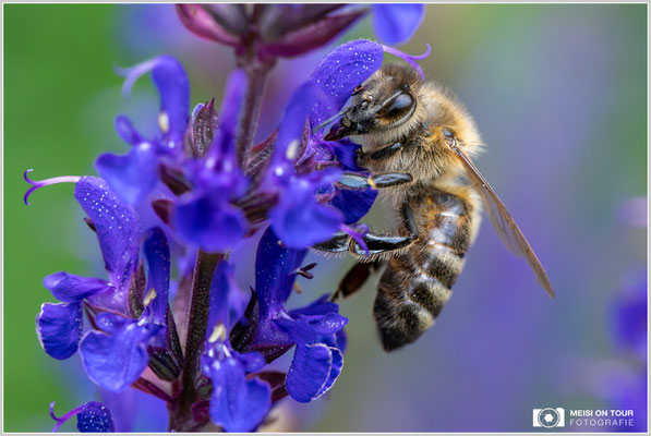 Biene an Wiesensalbei |  Nikon Z8, NIKKOR Z MC 105 1:2,8 VR S, ISO 12800, 1/1600s, f/11