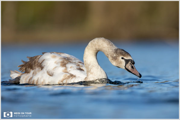 Höckerschwan  |  Canon EOS R6, EF 300 f/2,8 L IS II USM mit Telekonverter 2x (600 mm), ISO 800, 1/4000s, f/7,1