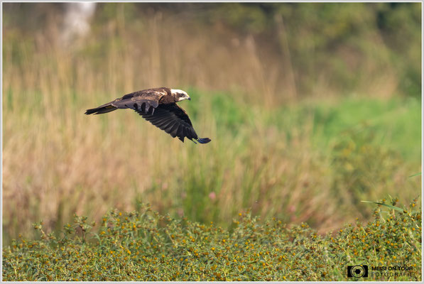 Rohrweihe  |  Nikon Z9, NIKKOR Z 800 mm 1:6,3 VR S mit TC1,4x (1120 mm), ISO 1250, 1/2000s, f/9