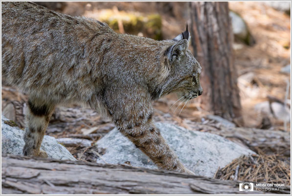 Rotluchs im Yosemite Tenaya Canyon | Nikon Z8, NIKKOR Z 24-120 mm 1:4 S (89 mm), ISO 2000, 1/800, f/4
