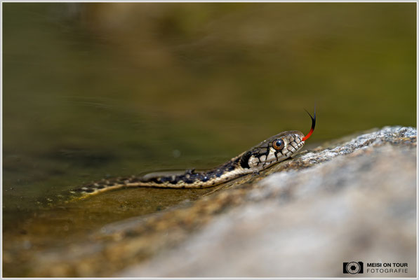 Gewöhnliche Strumpfbandnatter | Nikon Z8, NIKKOR Z 100-400 mm 1:5,6 S (400 mm), ISO 280, 1/2000, f/5,6