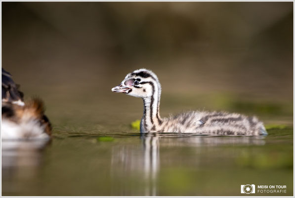 Haubentaucher  |  Canon EOS R6, EF 300 f/2,8 L IS II USM mit Telekonverter 1,4x (420 mm), ISO 800, 1/4000s, f/4,5