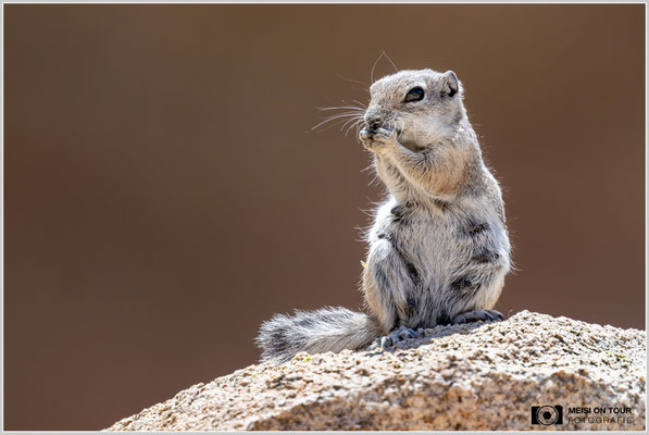 Weißschwanz-Antilopenziesel im Joshua Tree NP | Nikon Z9, NIKKOR Z 800 mm 1:6,3 VR S mit TC1,4x (1120 mm), ISO 1600, 1/3200s, f/9