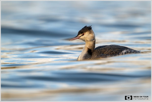 Haubentaucher  |  Nikon Z9, NIKKOR Z 800 mm 1:6,3 VR S mit TC1,4x (1120 mm), ISO 900, 1/1000s, f/9