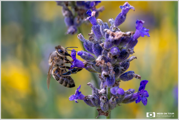 Biene an Lavendel |  Nikon Z8, NIKKOR Z MC 105 1:2,8 VR S, ISO 8000, 1/1000s, f/14