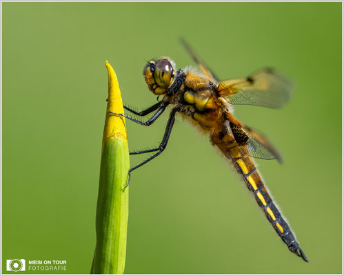 Vierfleck  |  Nikon Z9, NIKKOR Z 100–400 mm 1:4,5–5,6 VR S (400 mm), ISO 1250, 1/3200s, f/8