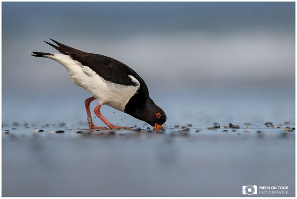 Austernfischer  |  Nikon Z9, NIKKOR Z 800 mm 1:6,3 VR S, ISO 320, 1/2000s, f/6,3