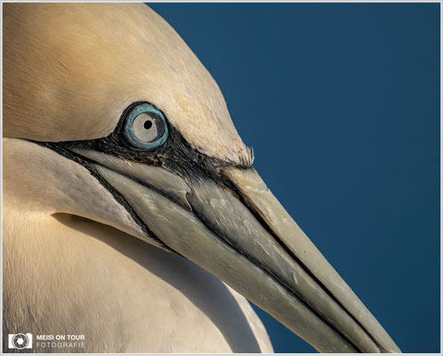 Basstölpel  |  Nikon Z9, NIKKOR Z 800 mm 1:6,3 VR S mit TC 1,4 (1120 mm), ISO 400, 1/1250s, f/11
