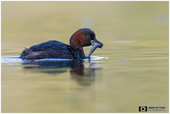 Zwergtaucher  |  Nikon Z9, NIKKOR Z 800 mm 1:6,3 VR S mit TC1,4x (1120 mm), ISO 1600, 1/1250s, f/9
