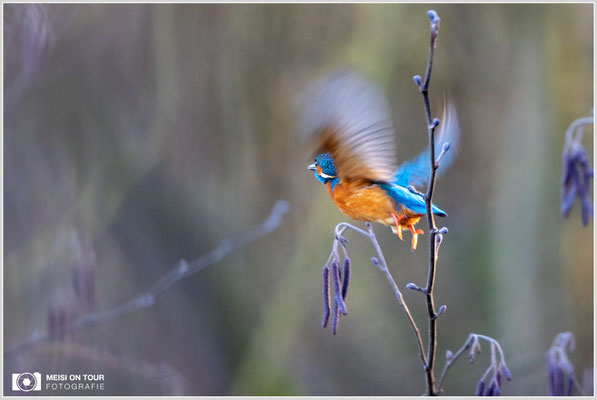 Eisvogel  |  Canon EOS R6, EF 300 f/2,8 L IS II USM mit Telekonverter 2x (600 mm), ISO 3200, 1/500s, f/6,3 Einbeinstativ