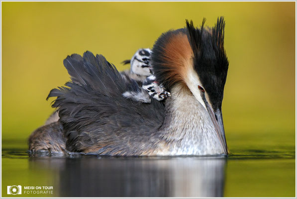 Haubentaucher  |  Canon EOS-5D Mark IV, EF 300 f/2,8 L IS II USM mit Telekonverter 2x (600 mm), ISO 800, 1/1000s, f/5,6, Reissack, Winkelsucher