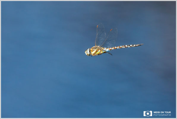 Herbst-Mosaikjungfer  |  Canon EOS-5D Mark IV, EF 300 f/2,8 L IS II USM mit Telekonverter 2x III (600 mm), ISO 2000, 1/2000s, f/7,1, Einbeinstativ