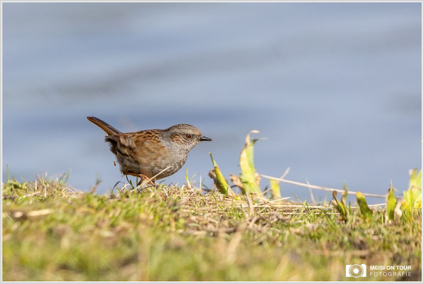 Heckenbraunelle  |  Canon EOS R6, EF 300 f/2,8 L IS II USM mit Telekonverter 2x (600 mm), ISO 1600, 1/3200s, f/7,1