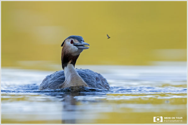 Haubentaucher  |  Canon EOS R6, EF 300 f/2,8 L IS II USM mit Telekonverter 2x (600 mm), ISO 800, 1/640s, f/7,1