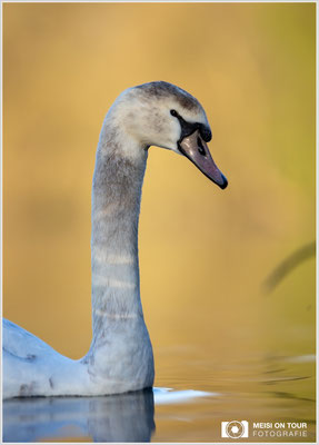 Höckerschwan Jungtier  |  Canon EOS R6, EF 300 f/2,8 L IS II USM mit Telekonverter 2x (600 mm), ISO 800, 1/5000s, f/7,1
