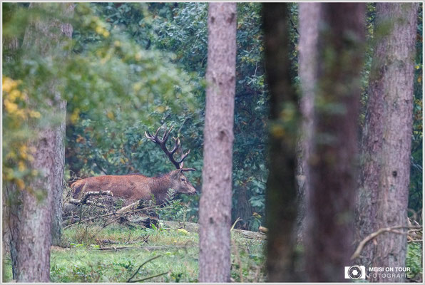 Rothirsch  |  Canon EOS-6D, EF 300 f/2,8 L IS II USM mit Telekonverter 2x III (600 mm), ISO 3200, 1/500s, f/5,6, Einbeinstativ