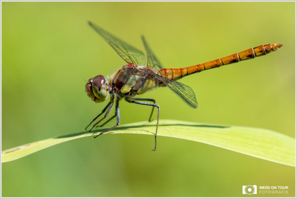 Große Heidelibelle  |  Nikon Z9, NIKKOR Z 100–400 mm 1:4,5–5,6 VR S (400 mm), ISO 800, 1/1600s, f/8