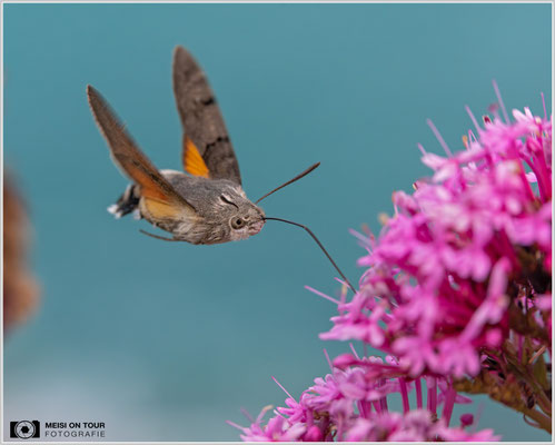 Taubenschwänzchen |  Nikon Z8, NIKKOR Z MC 105 1:2,8 VR S, ISO 1600, 1/2500s, f/8