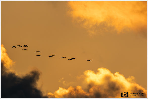 Kraniche beim abendlichen Anflug zu den Schlafplätzen  |  Nikon Z9, NIKKOR Z 800 mm 1:6,3 VR S, ISO 160, 1/1000s, f/6,3