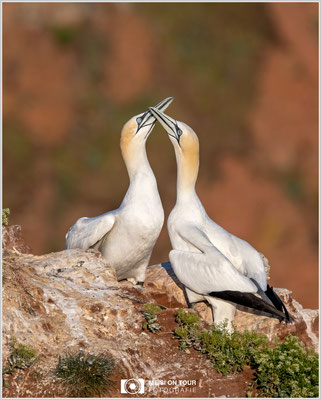 Basstölpelpaar  |  Nikon Z9, NIKKOR Z 100–400 mm 1:4,5–5,6 VR S mit TC 1,4 (560 mm), ISO 640, 1/3200s, f/8