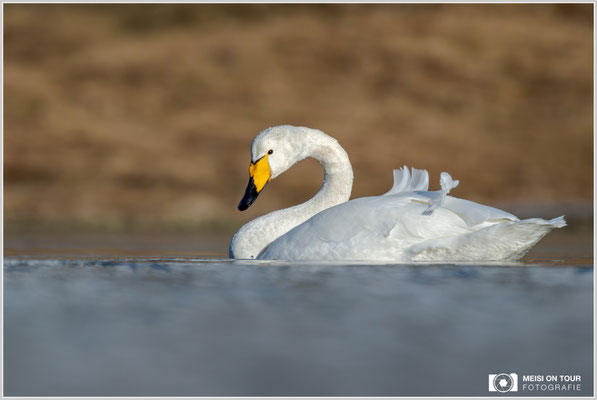 Singschwan bei Ramberg | Nikon Z9, NIKKOR Z 100-400 mm 1:5,6 S +TC 2,0 (700 mm), ISO 450, 1/1600s, f/11