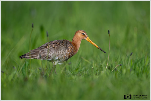 Uferschnepfe  |  Nikon Z9, NIKKOR Z 800 mm 1:6,3 VR S, ISO 800, 1/4000s, f/6,3
