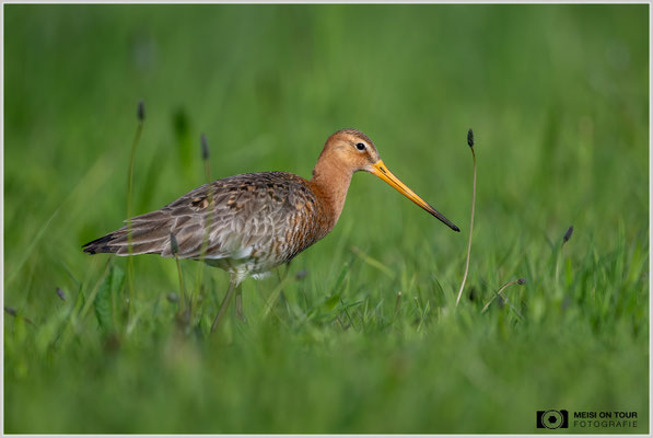 Uferschnepfe  |  Nikon Z9, NIKKOR Z 800 mm 1:6,3 VR S, ISO 800, 1/4000s, f/6,3