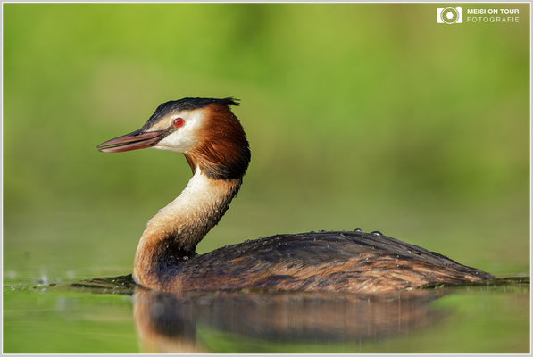 Haubentaucher  |  Canon EOS-5D Mark IV, EF 300 f/2,8 L IS II USM mit Telekonverter 2x (600 mm), ISO 800, 1/1600s, f/6,3, Reissack, Winkelsucher