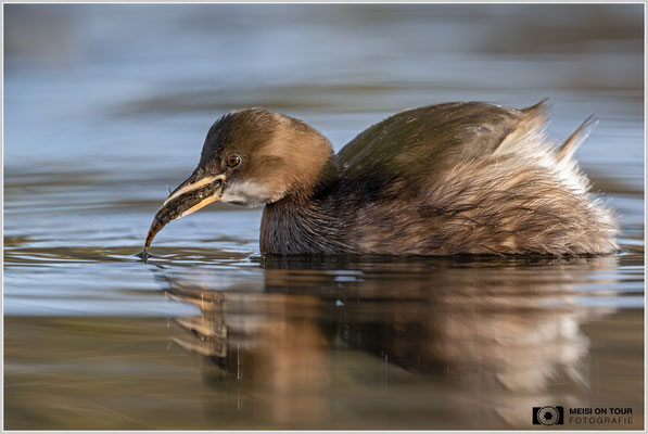 Zwergtaucher  |  Nikon Z9, NIKKOR Z 800 mm 1:6,3 VR S, ISO 1800, 1/2000s, f/6,3