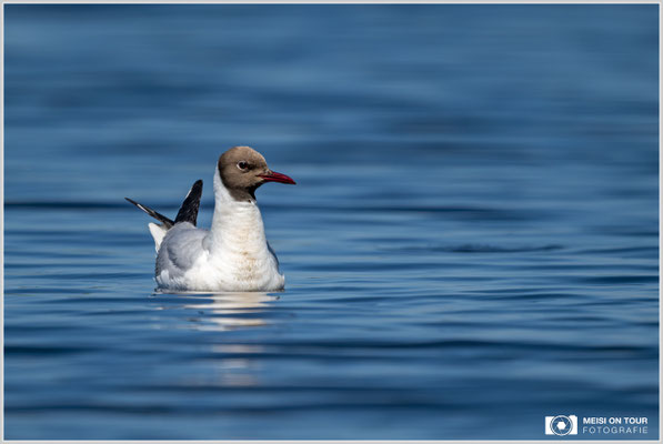 Lachmöwe  |  Nikon Z9, NIKKOR Z 800 mm 1:6,3 VR S, ISO 320, 1/3200s, f/6,3